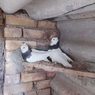 کفتر کبوتر طوقی