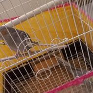 دو تا پرنده ی عروس هلندی نر و ماده