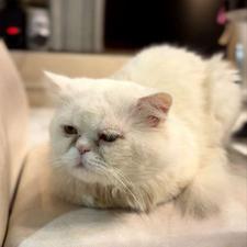 فروش گربه پرشین کامل سفید