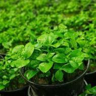 پیش فروش سبزه نارنج برای عید