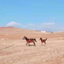 فروشی اسب مادیان با کره