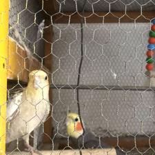 طوطی عروس هلندی