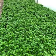 پیش فروش سبزه عید