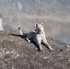 واگزاری سگ ماده