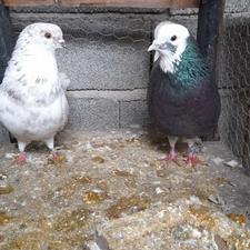 یک جفت کبوتر