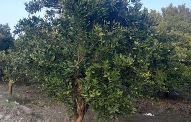 فروش ویلا 10000 متر در شیرخوار کلا