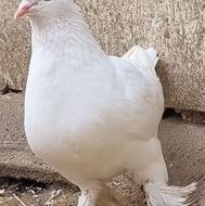 کبوتر ماده طوقی سفید