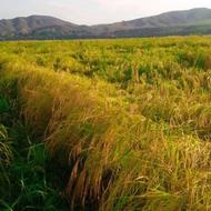 برنج هاشمی اصل