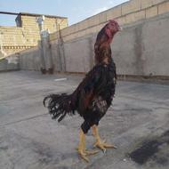 خروس لاری افغان