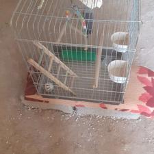 یک عدد قفس پرنده