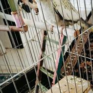 یک جفت عروس هلندی نر ماده به فروش میرسد