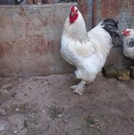 برهما لایت سه جفت