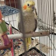 یک جفت عروس هلندی سخنگو