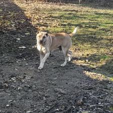 سگ نر 5 ساله واگزاری