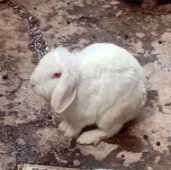 خرگوش لوپ و معمولی