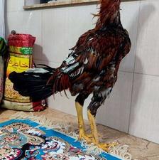 خروس لاری ،،،