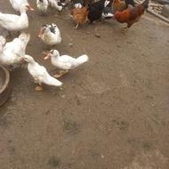 اردک اسراعیلی