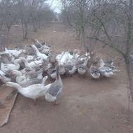 غاز تخمگذار