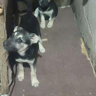 سگ سه ماهه مادر ژرمن