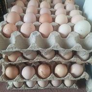 فروش تخم مرغ ارگانیک و نطفه دار جهت جهت جوجه کشی