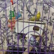 مرغ عشق بالق