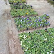 گل های بنفشه