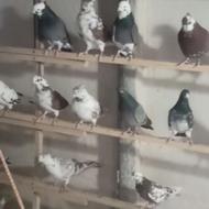 120عددگفتر گرو دیده پرشی