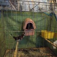 فنچ همراه قفس