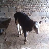 گوساله‌مونت