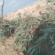 چوب اکالیپتوس