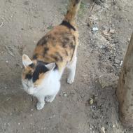 تعدادی گربه موش گیرواهلی دست اموز