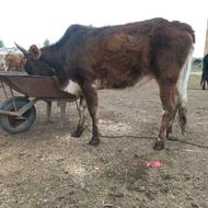 گاو قربانی نزاییده گاو اولی 92 میلیون دومی و سومی 63 میلیون