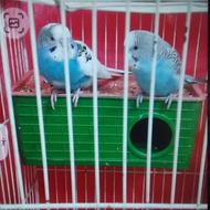 جفت مرغ عشق زیبا