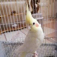 عروس هلندی.