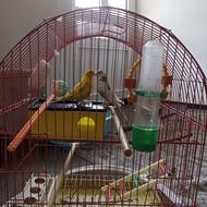 فروش یک جفت مرغ عشق همراه قفس