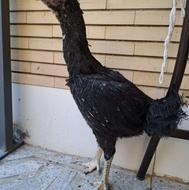 مرغ کارداده