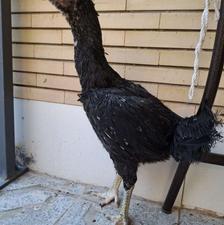 مرغ کارداده