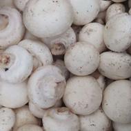 قارچ تازه صبح چینده شده