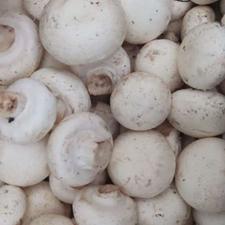 قارچ تازه صبح چینده شده