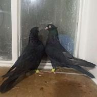 کبوتررنگی بهبهانی