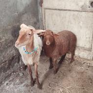 گوسفند تک بره ماده جوان درجه یک عالی