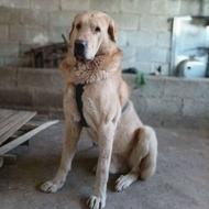 پژدر قهرمان.. خراسانی الاابای افغان