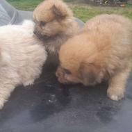 واگذاری توله سگ پامر خرسی وآپارتمانی