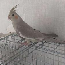 عروس هلندی دستی