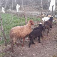 دو عدد گوسفند وره‌مار