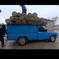 حصیر بافی بانی چهارقاج شده