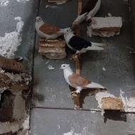 چنذچند پشتی رنگی .. چند جفت دم سفید سرخ