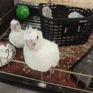 یک جفت عروس هلندی مولد آلبینو