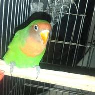 کوتوله نر دونخور