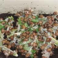 قبول کردن واگذاری‼️ حلزون‼️